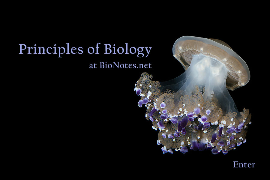  Bio Notes 